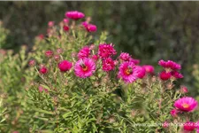 Raublatt-Aster 'Alma Pötschke' 9 x 9 cm Topf 0,5 Liter