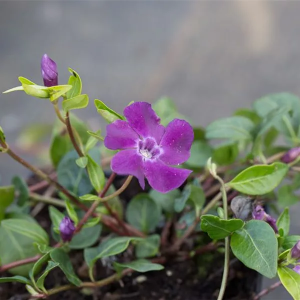 Kleinblättriges Immergrün 'Atropurpurea'