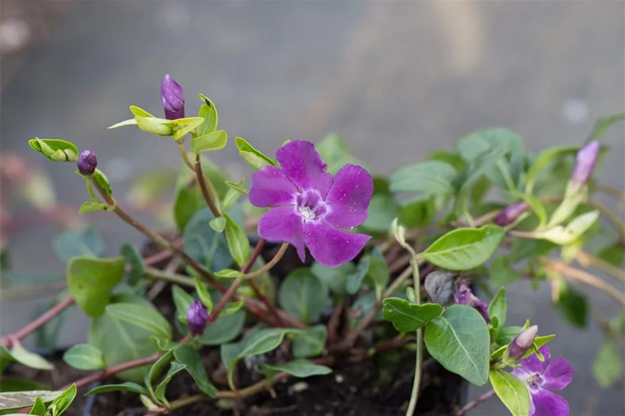 Kleinblättriges Immergrün 'Atropurpurea' 9 x 9 cm Topf 0,5 Liter