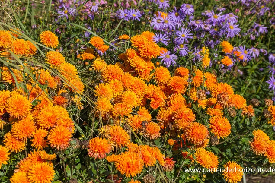 Winteraster 'Dixter Orange' 9 x 9 cm Topf 0,5 Liter