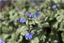 Silberlaubiges Kaukasusvergissmeinnicht 'Jack Frost' 1 Liter Topf