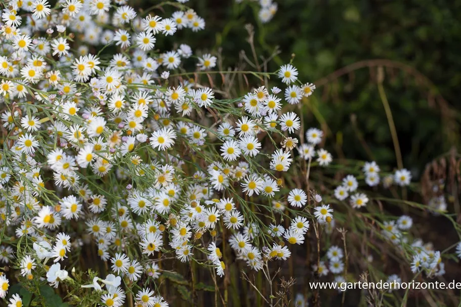 Sternwolkenaster 'Snowbank' 1 Liter Topf