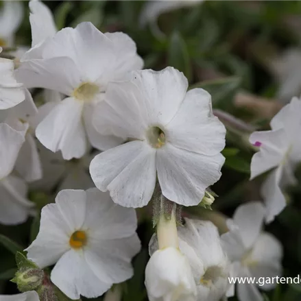 Teppich-Flammenblume 'White Admiral'