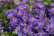 Sommer-Aster 'Blue King' 9 x 9 cm Topf 0,5 Liter