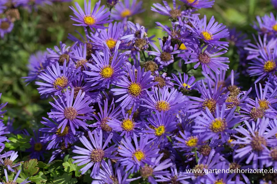 Sommer-Aster 'Blue King' 9 x 9 cm Topf 0,5 Liter