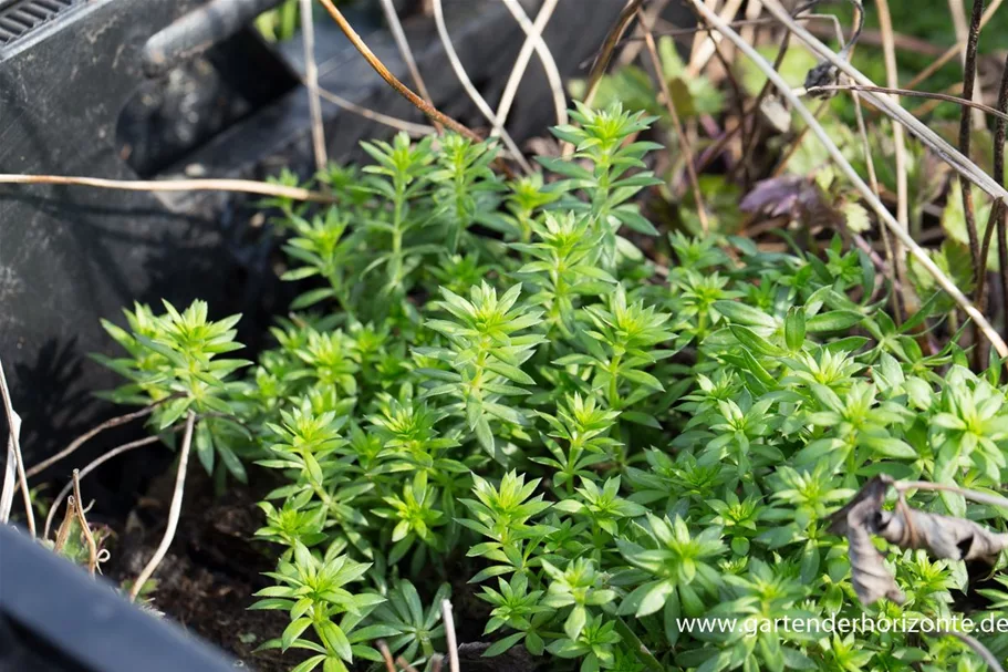 Scheinwaldmeister 'Scheinwaldmeister' 9 x 9 cm Topf 0,5 Liter