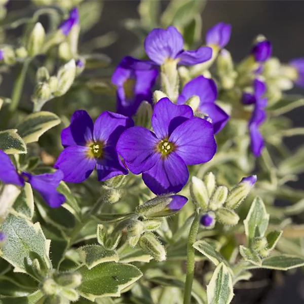 Weißrandiges Blaukissen 'Dr Mules Variegated'