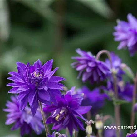 Spornlose Akelei 'Clementine Blau'