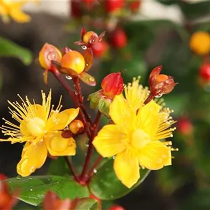 Johanniskraut - Einpflanzen im Garten