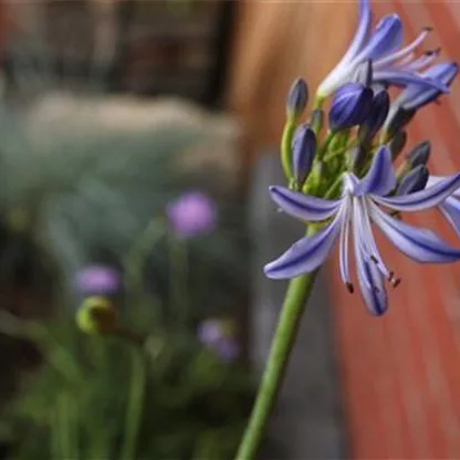 Afrikanische Schmucklilie - Einpflanzen im Garten