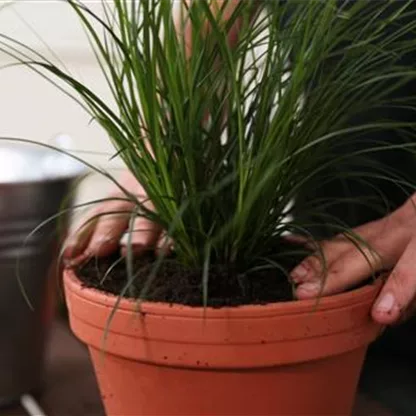 Gartensegge - Umpflanzen in einen größeren Topf