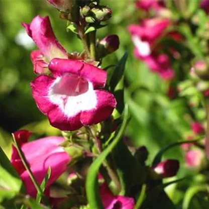 Penstemon der Bartfaden - Einpflanzen im Garten