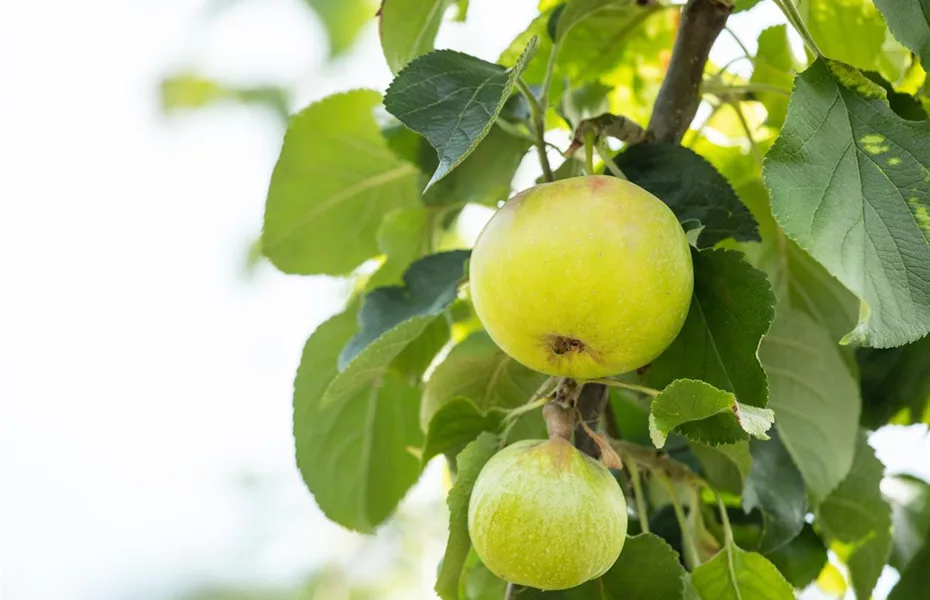 Obstgehölze einpflanzen und einen Naschgarten erschaffen