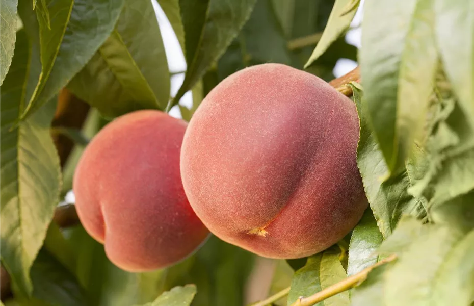 Obstgehölze pflegen und den Garten gleich mit