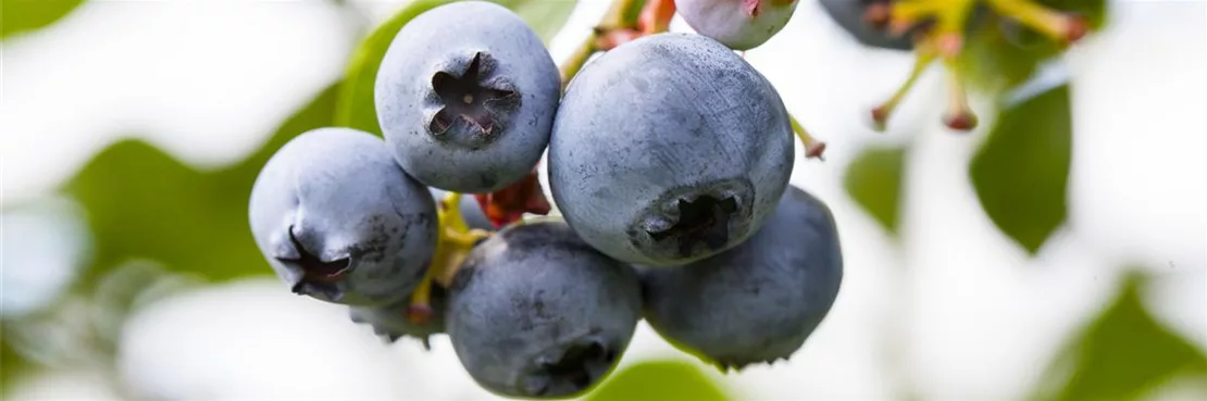 Obstbäume und -sträucher: Heidelbeeren leckeres Superfood direkt vom Strauch