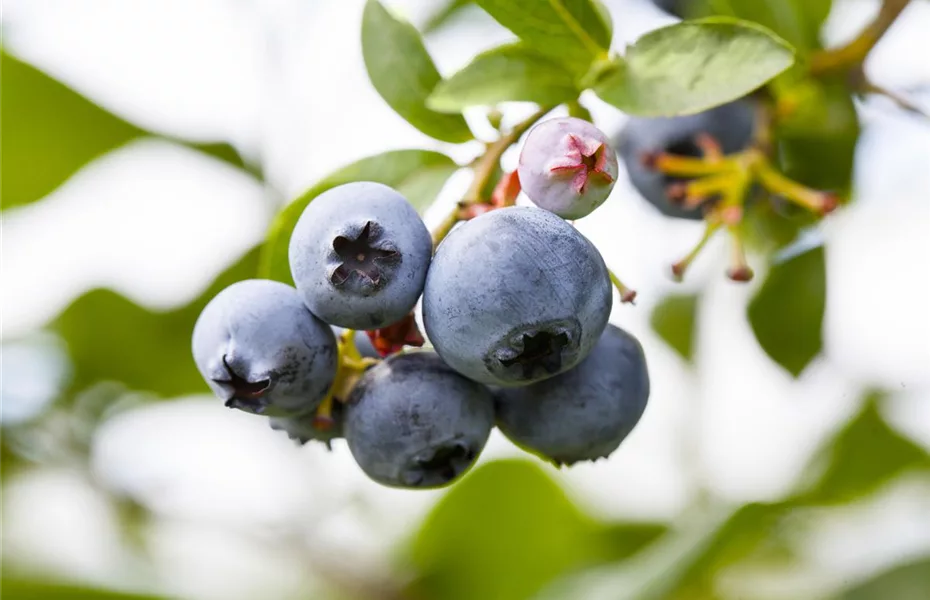 Der Obstgarten – viele Leckereien für große und kleine Naschkatzen