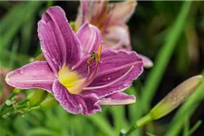 Hemerocallis x cult.'Blue Sheen' 1 Liter Topf