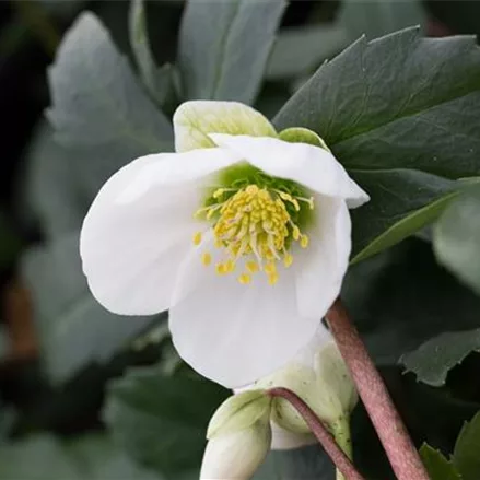 Frühblühende Christrose 'Praecox'