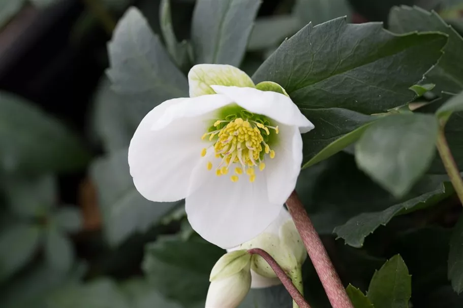 Frühblühende Christrose 'Praecox' 1 Liter Topf