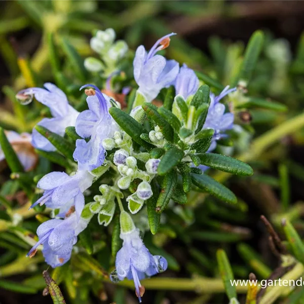 Hängender Rosmarin 'Blue Rain'