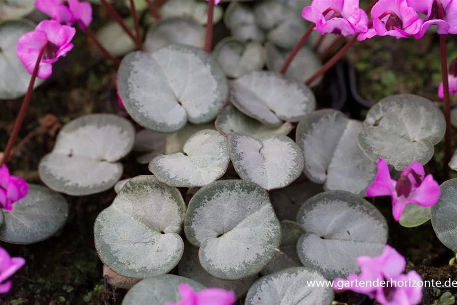 Frühlings-Alpenveilchen 'Rose Silverleaf' 9 x 9 cm Topf 0,5 Liter