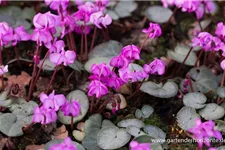 Frühlings-Alpenveilchen 'Rose Silverleaf' 9 x 9 cm Topf 0,5 Liter