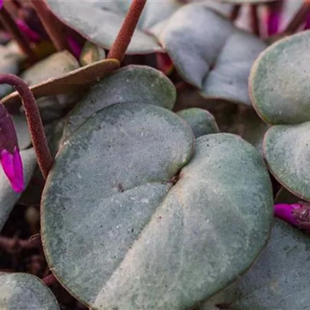 Frühlings-Alpenveilchen 'Rose Silverleaf'