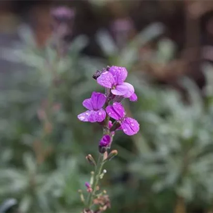 Goldlack 'Bowles Mauve'