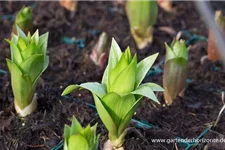 Kaiserkrone 'Rubra Maxima' 2 Liter Topf