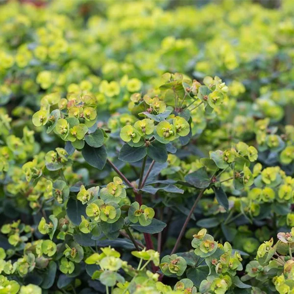 Mandelblättrige Wolfsmilch 'Purpurea'