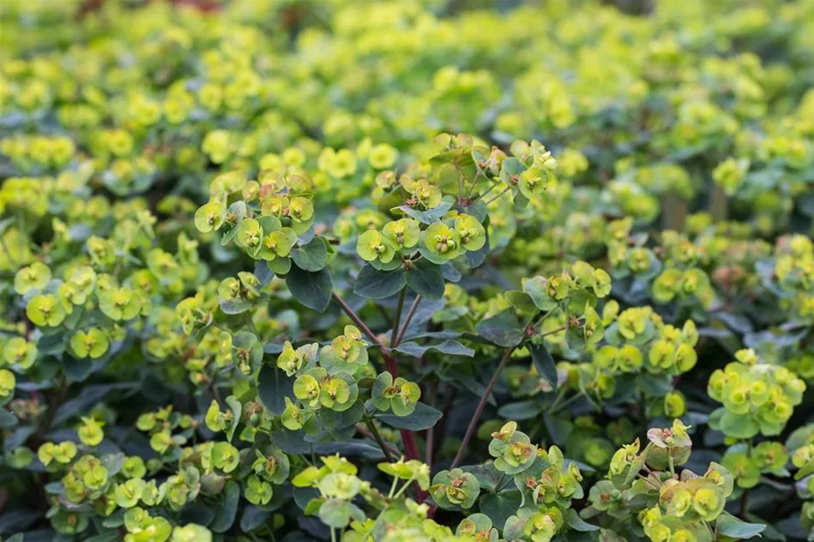 Mandelblättrige Wolfsmilch 'Purpurea' 1 Liter Topf