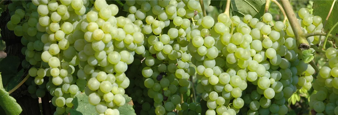 Helle Tafeltrauben und süße Tafeltrauben im Garten