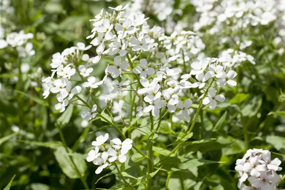 Nachtviole 'Alba' 0,5 Liter Topf