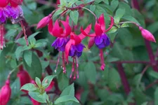 Winterharte Fuchsie 'Margaret' 0,5 Liter Topf