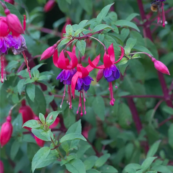 Winterharte Fuchsie 'Margaret'