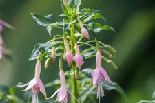 Fuchsie 'Whiteknights Pearl' 0,5 Liter Topf