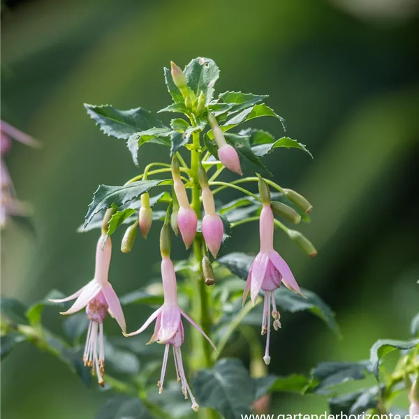 Fuchsie 'Whiteknights Pearl'