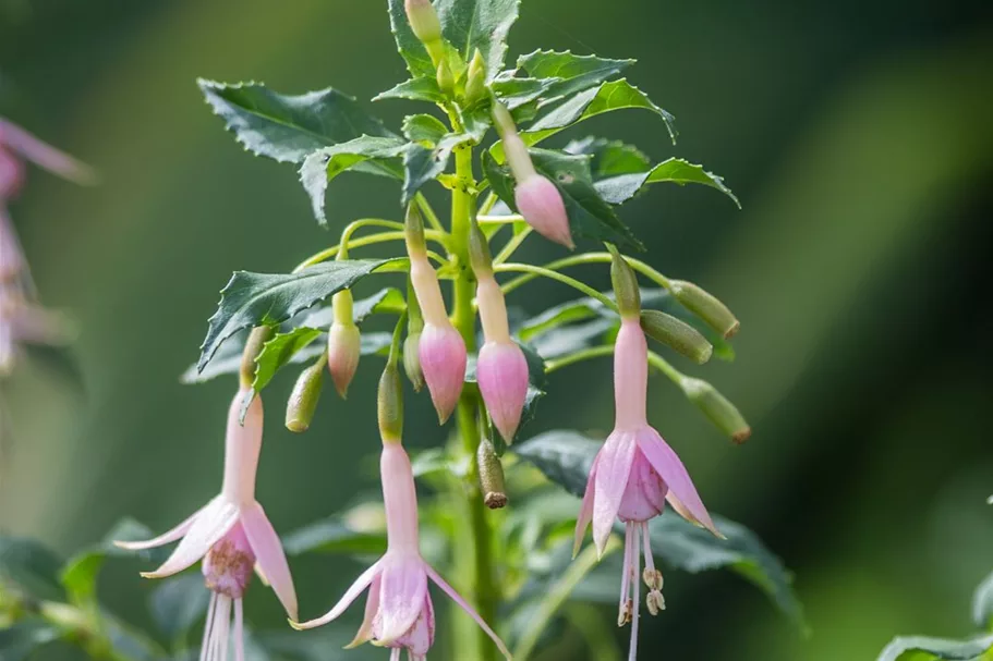 Fuchsie 'Whiteknights Pearl' 0,5 Liter Topf