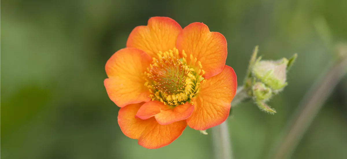 Nelkenwurz 'Totally Tangerine' 1 Liter Topf