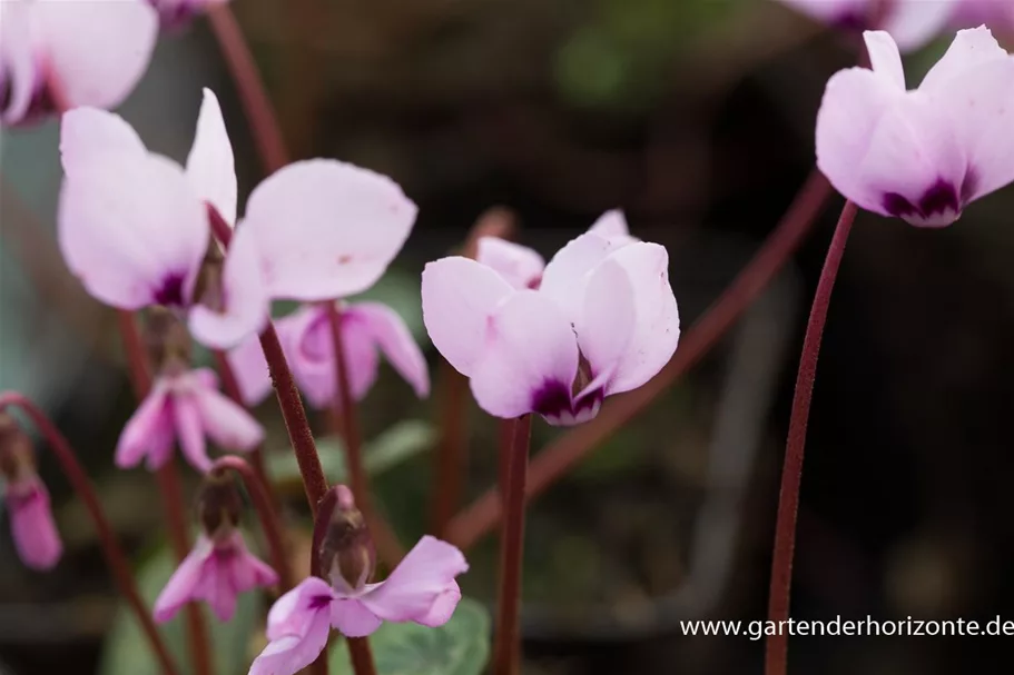 Frühlings-Alpenveilchen 'Cyberia Dark Rose' 0,5 Liter Topf