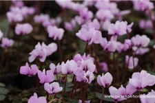 Frühlings-Alpenveilchen 'Cyberia Dark Rose' 0,5 Liter Topf