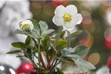 Frühblühende Christrose 1 Liter Topf