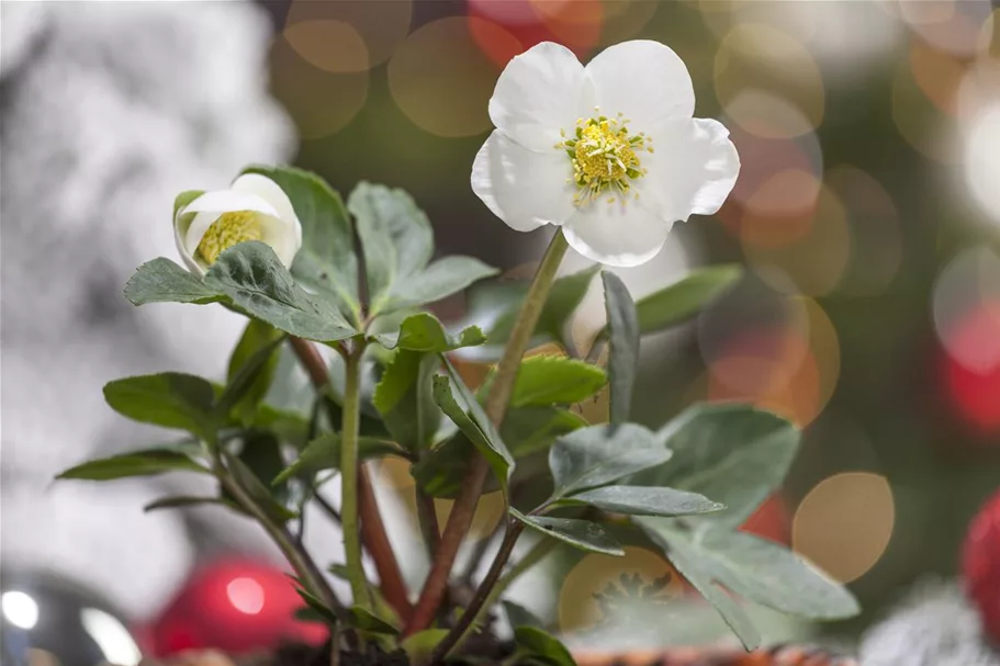 Frühblühende Christrose 1 Liter Topf