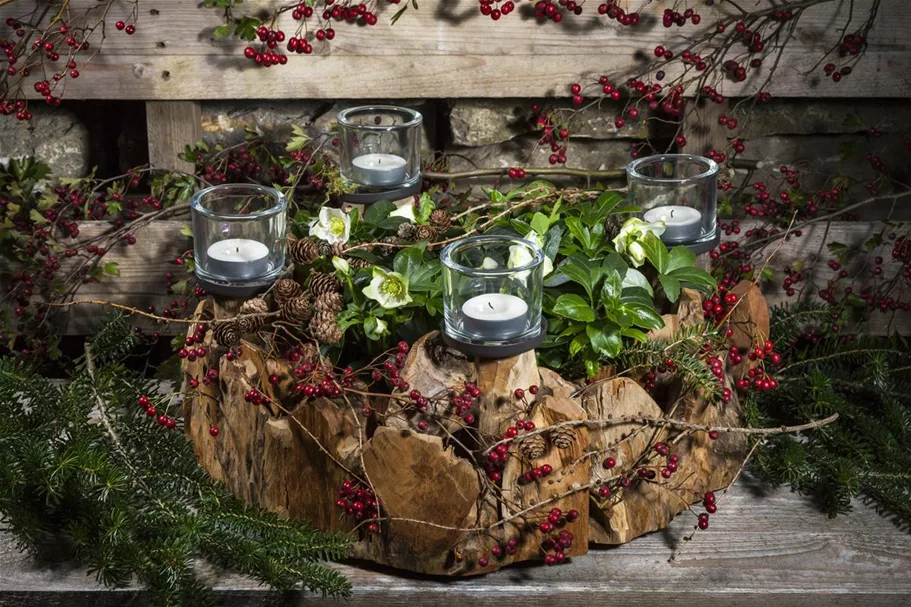 Frühblühende Christrose 1 Liter Topf