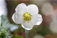 Frühblühende Christrose 1 Liter Topf