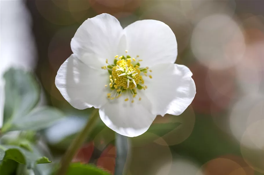 Frühblühende Christrose 1 Liter Topf