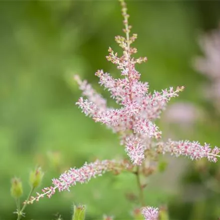 Kahle Prachtspiere 'Hennie Graafland'