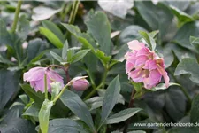 Lenzrose 'Double Ellen Pink' 1 Liter Topf