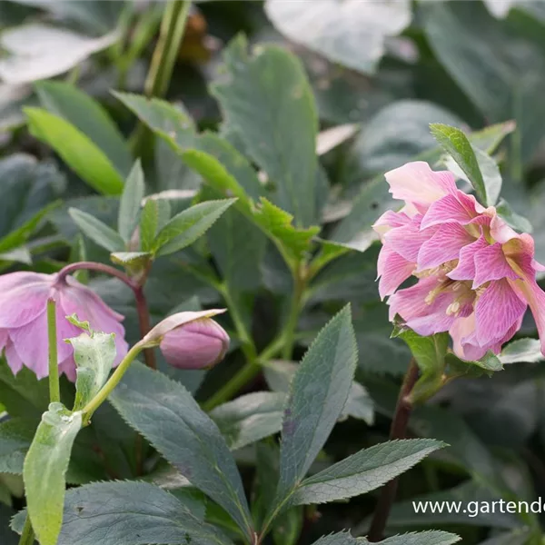 Lenzrose 'Double Ellen Pink'