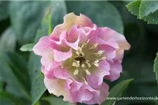 Lenzrose 'Double Ellen Pink' 1 Liter Topf